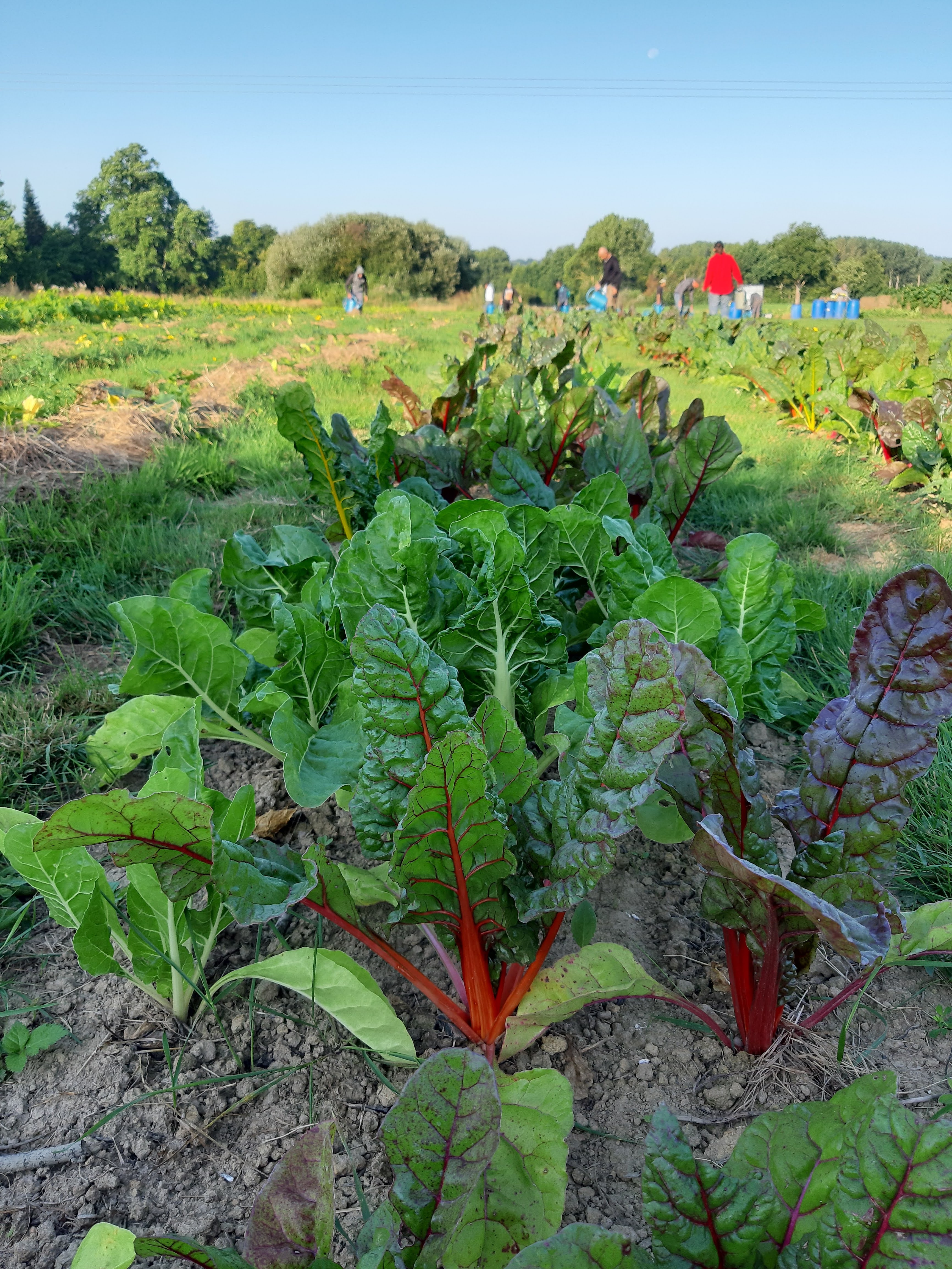 Les Jardins du Cœur