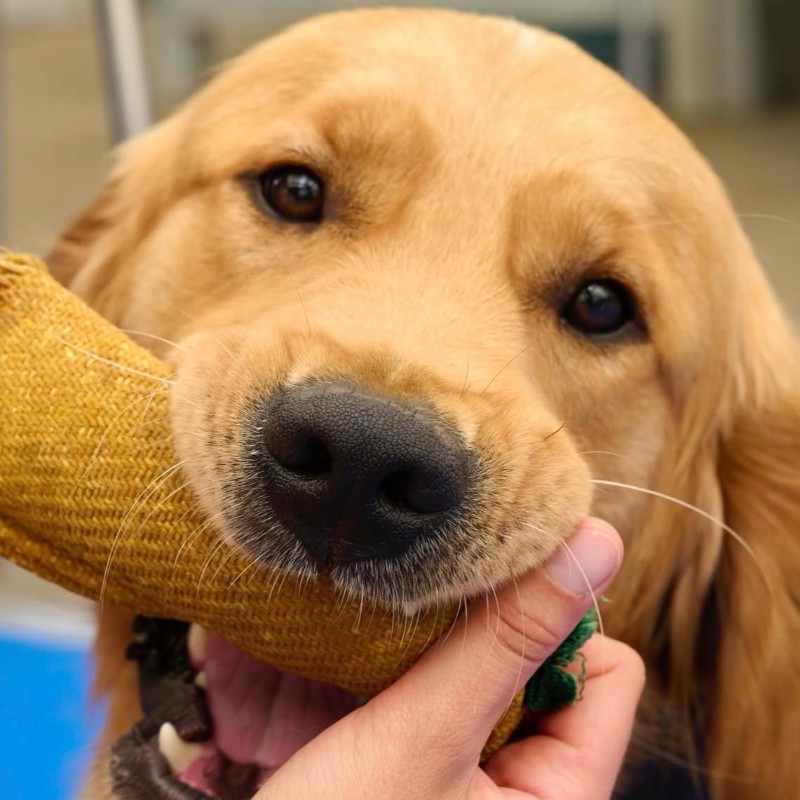 Truffaut x HANDI'CHIENS