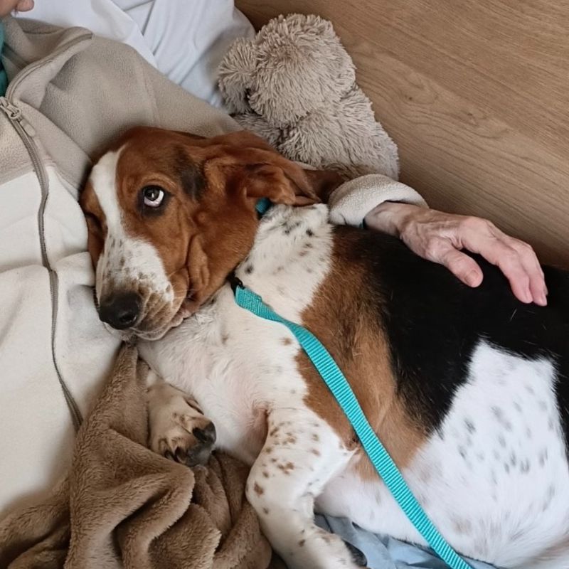 Parole de chien